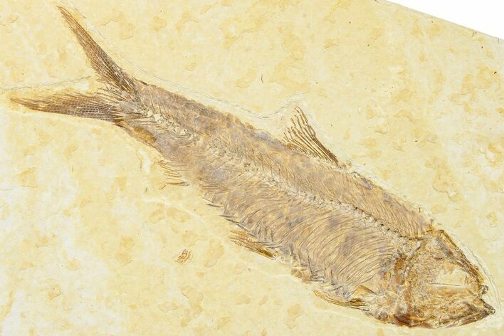 Detailed Fossil Fish (Knightia) - Wyoming #244199